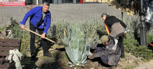 Алуштинское отделение ЛДПР продолжает озеленение курортной Алушты